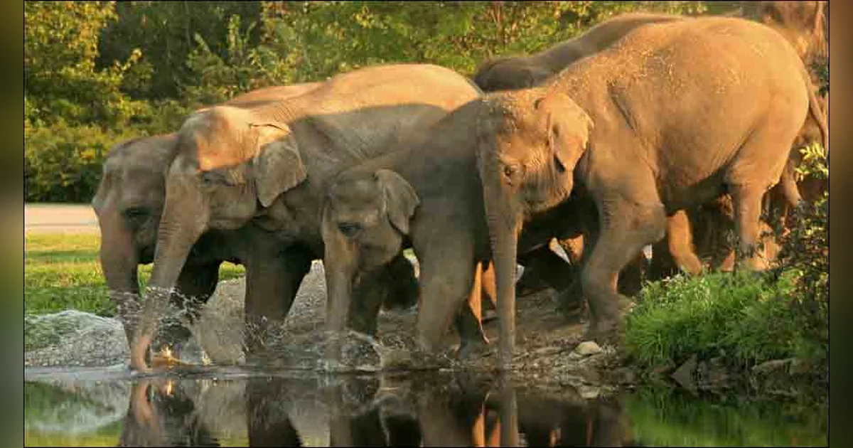 Mudumalai National Park Ooty
