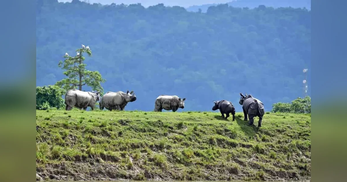 Natural Beauty of Kaziranga National Park