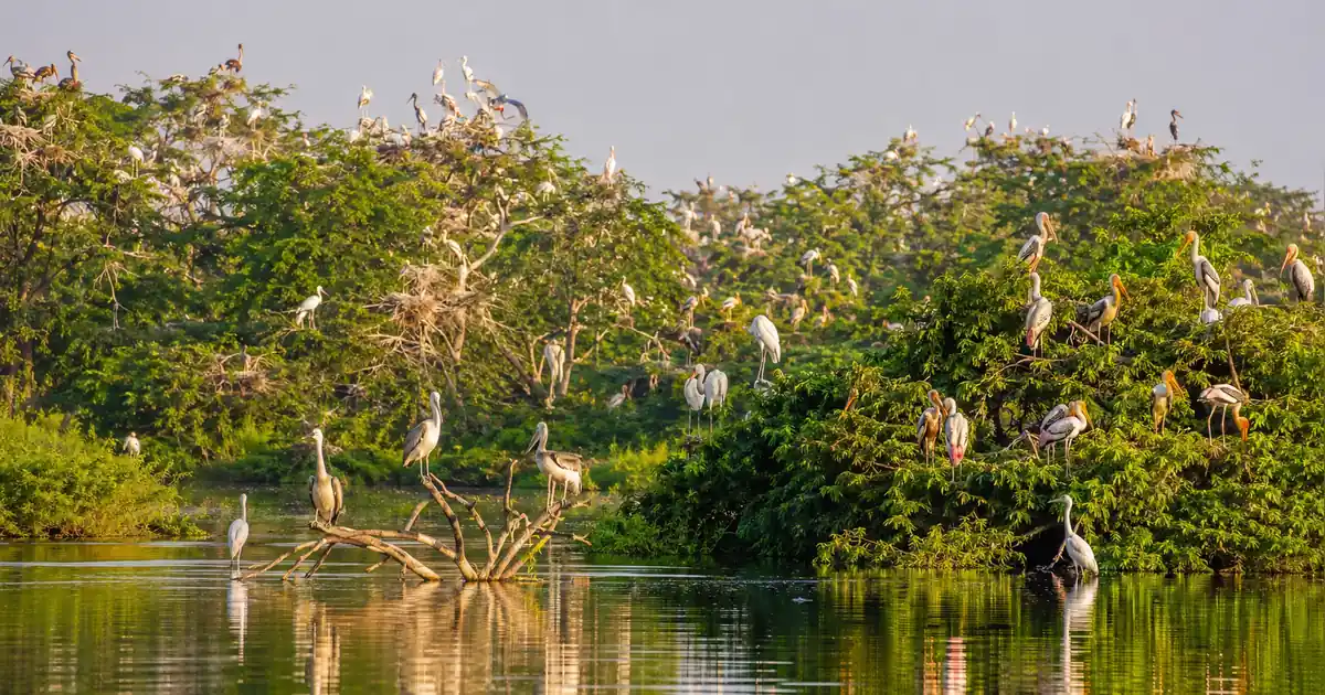 Vedanthangal Bird Sanctuary