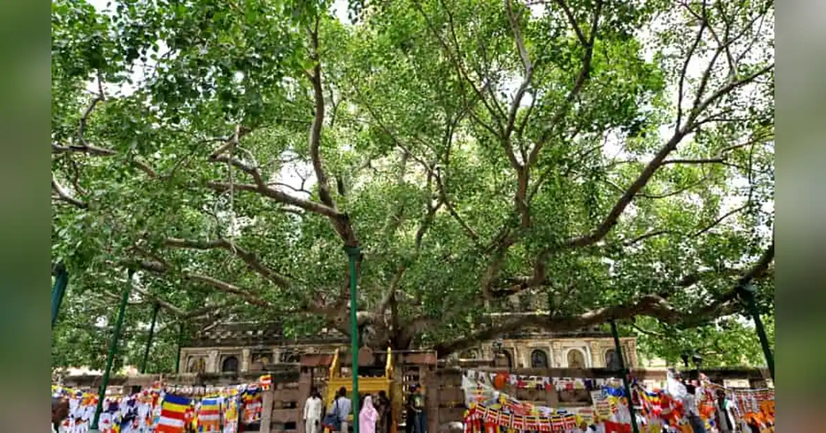 Bodhi Tree