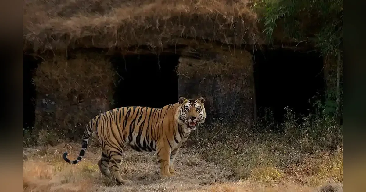 Bandhavgarh National Park
