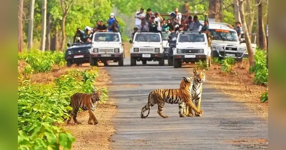Kanha National Park in Madhya Pradesh
