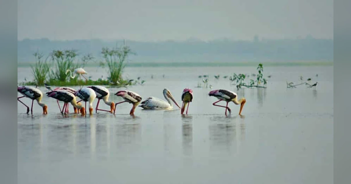 Ousteri Lake, Pondicherry