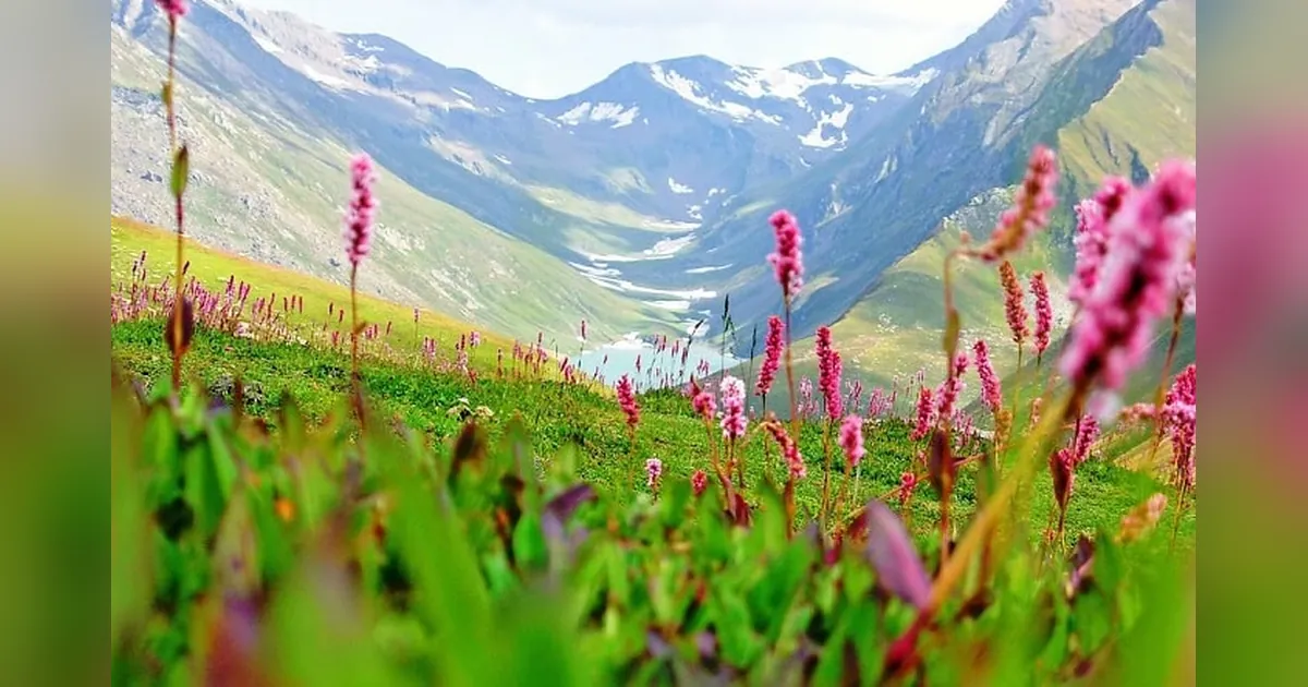 Valley of Flowers National Park