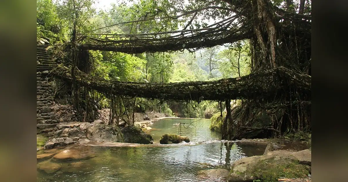 Living Root Bridges, Meghalaya