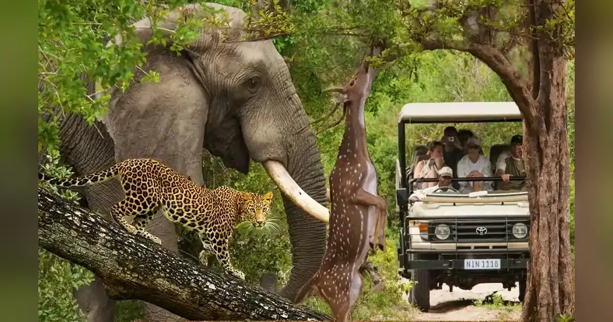 Nagarhole National Park Or Rajiv Gandhi National Park