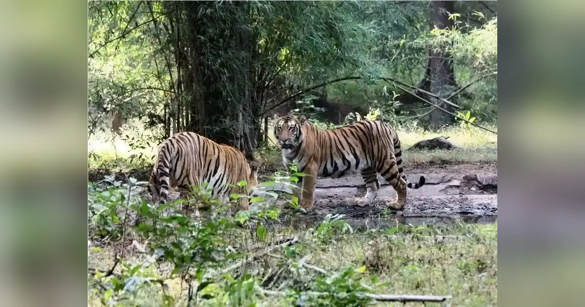 Nawegaon- Nagzira Wildlife Sanctuary in Maharashtra