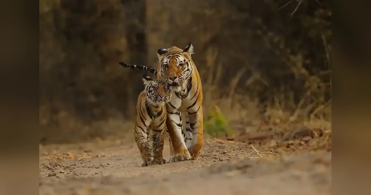 Pench Tiger Reserve in madhya pradesh
