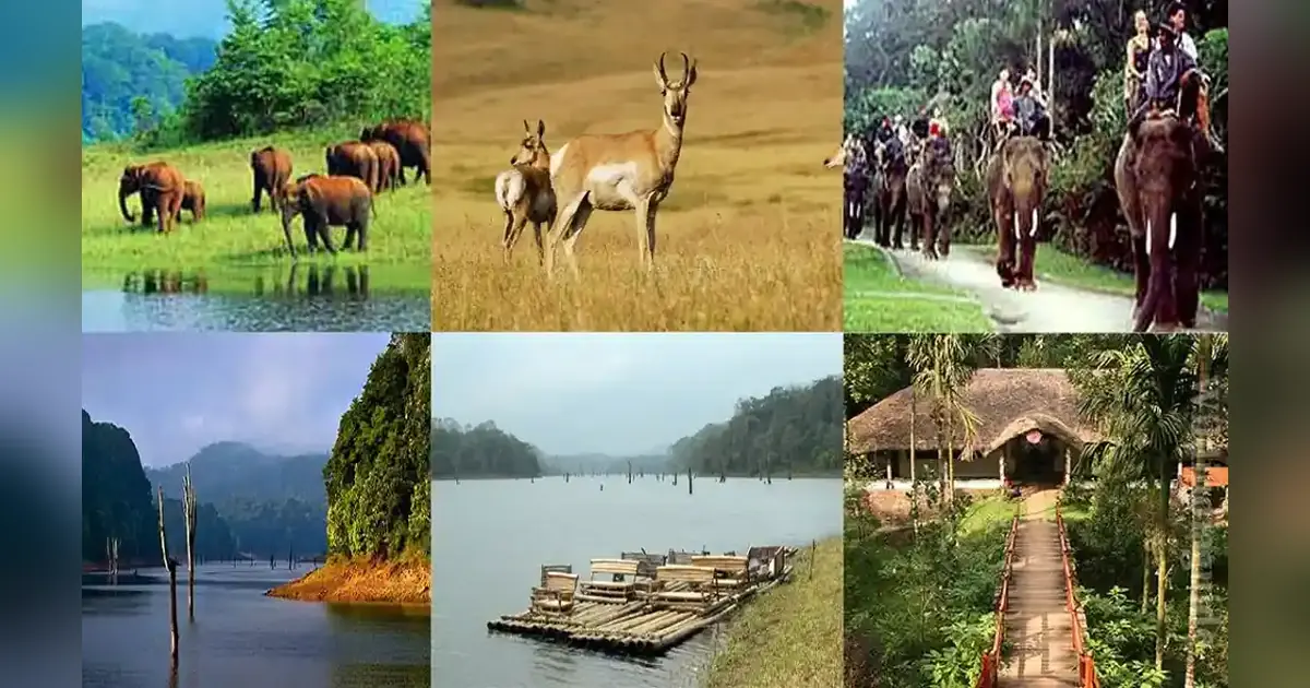 Periyar National Park in Kerala
