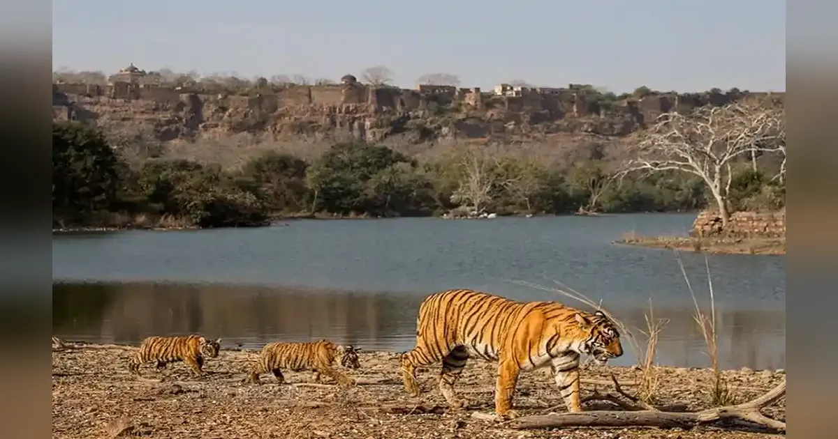 Ranthambore National Park in Rajasthan