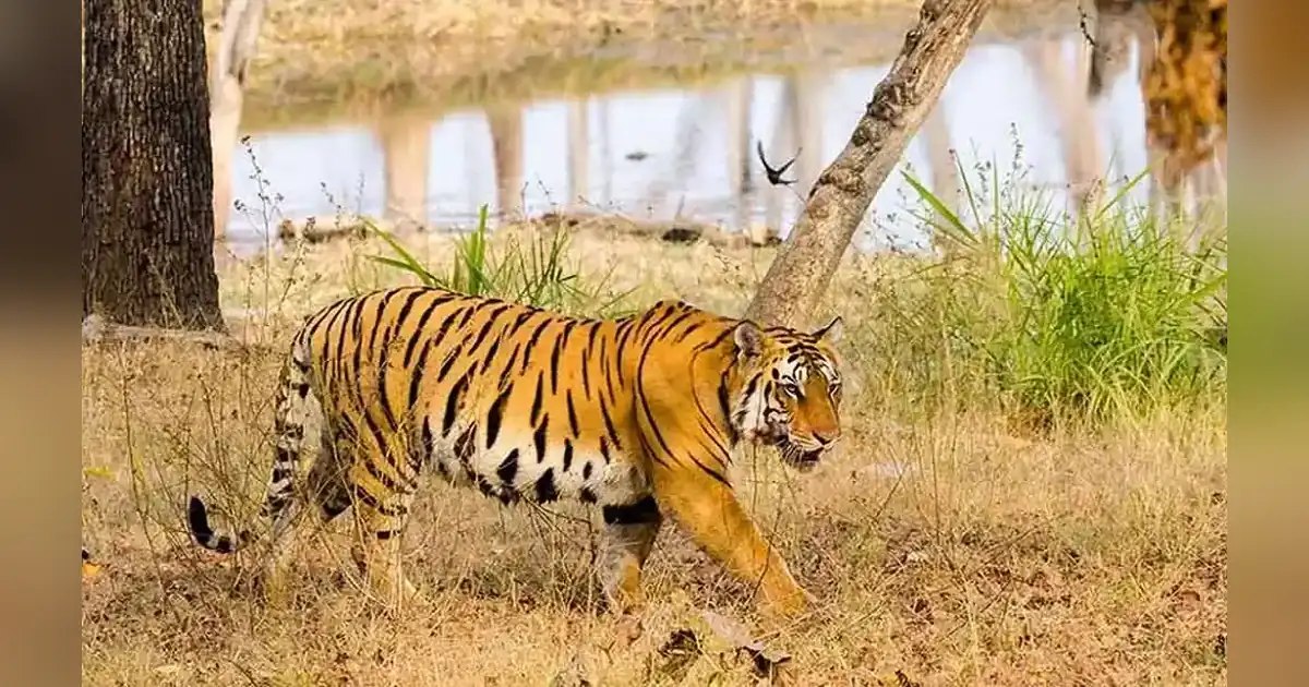 Satpura Tiger Reserve or Satpura National Park