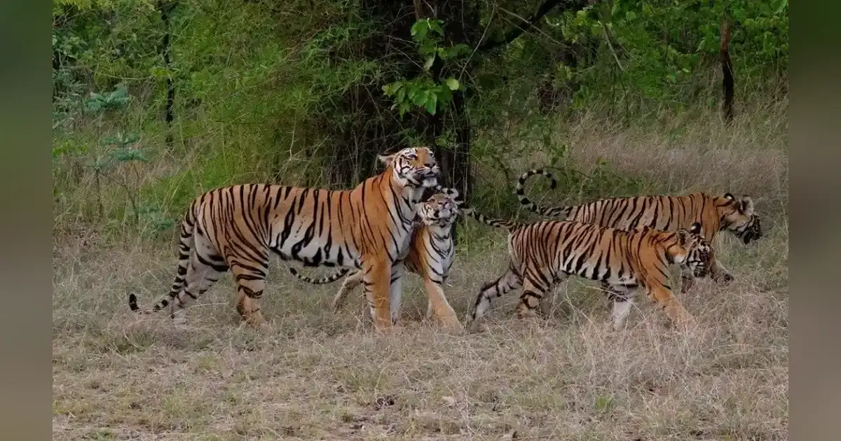 Tadoba-Andhari Tiger Reserve, Maharashtra