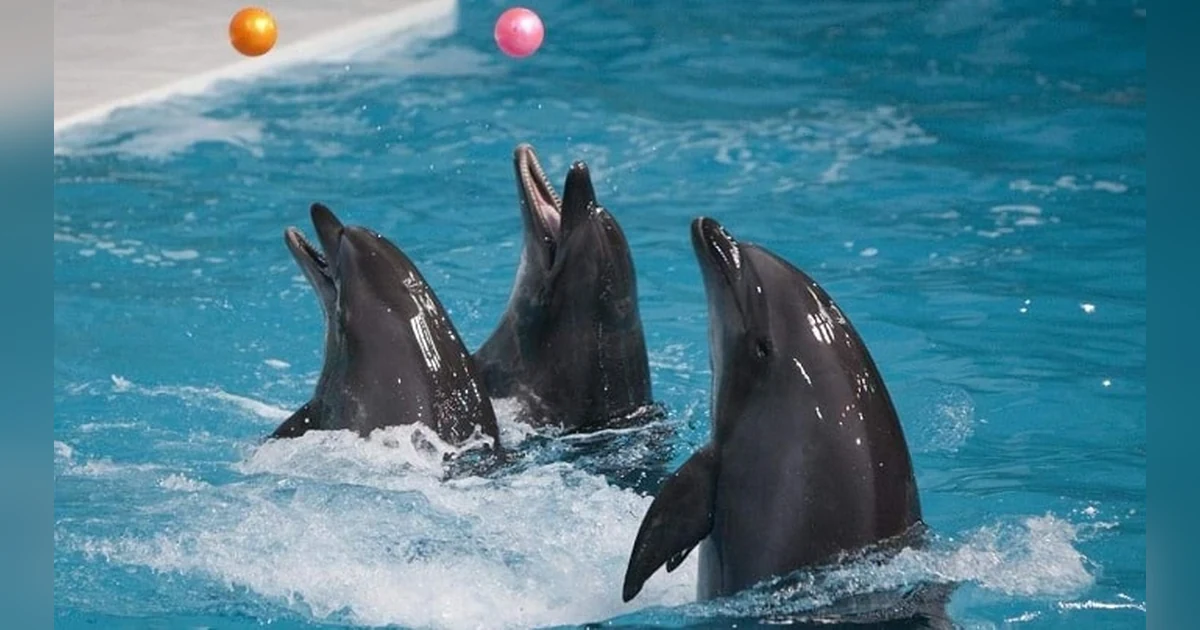 Dubai Dolphinarium