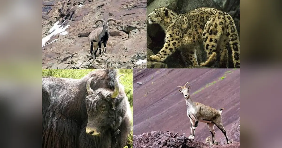 Hemis National Park in Ladakh