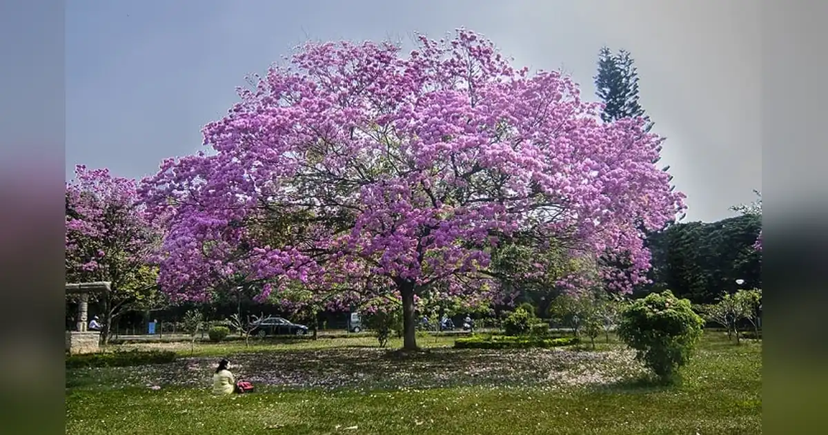 Cubbon Park