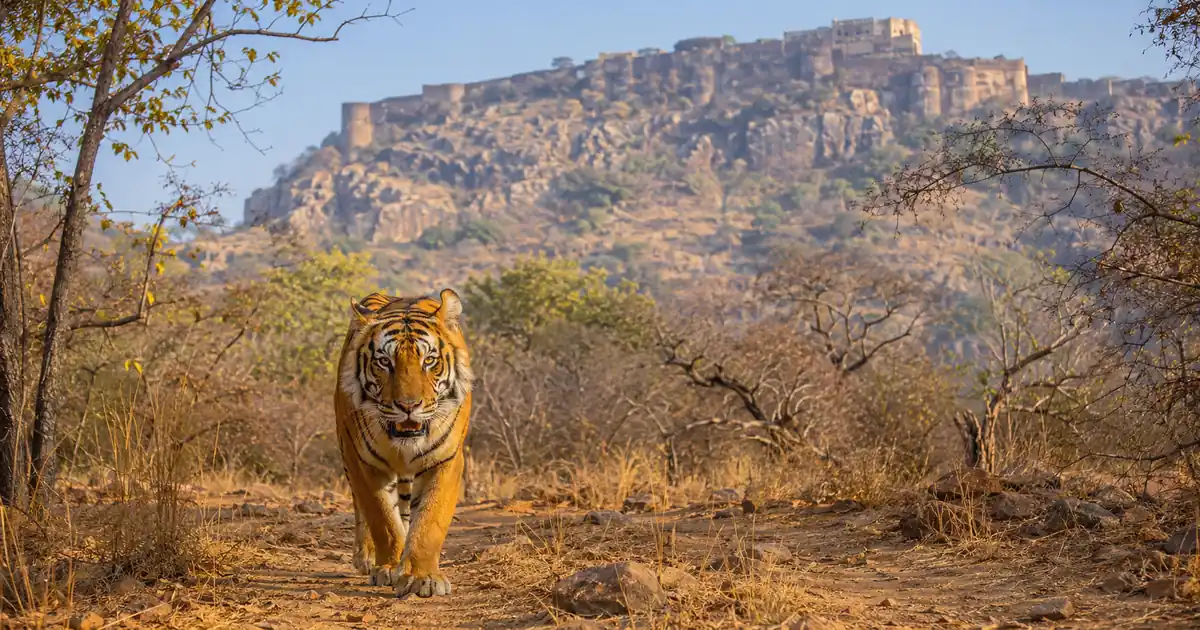 Ranthambore Natoinal Park