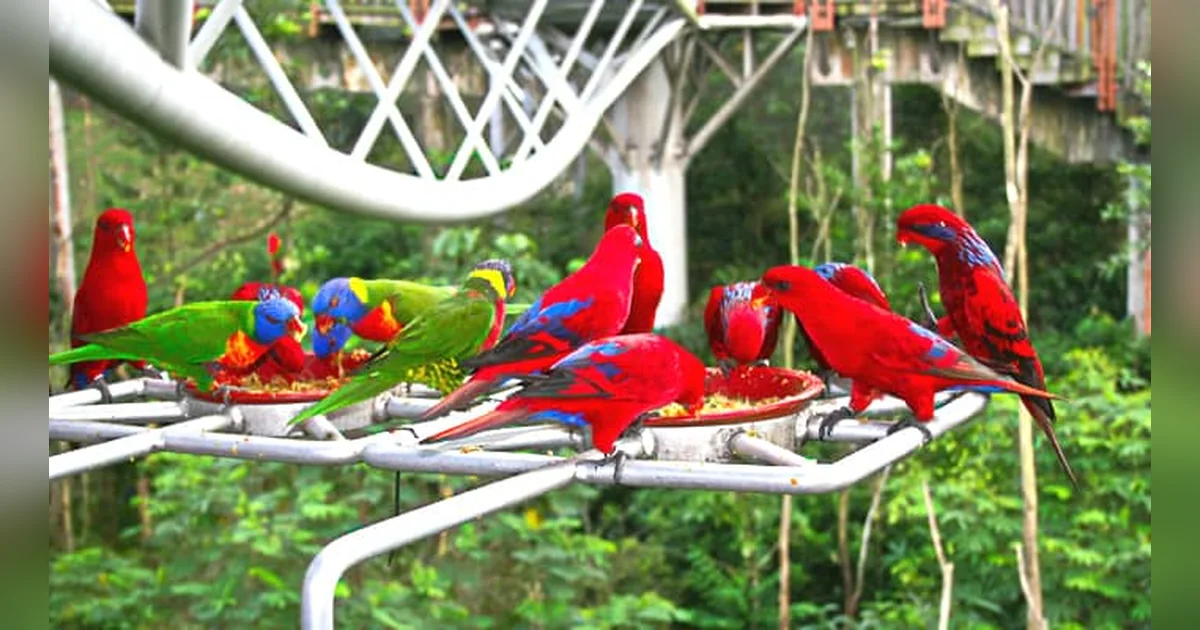 Jurong Bird Park