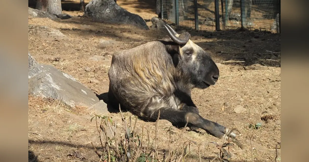 Motithang Takin Preserve
