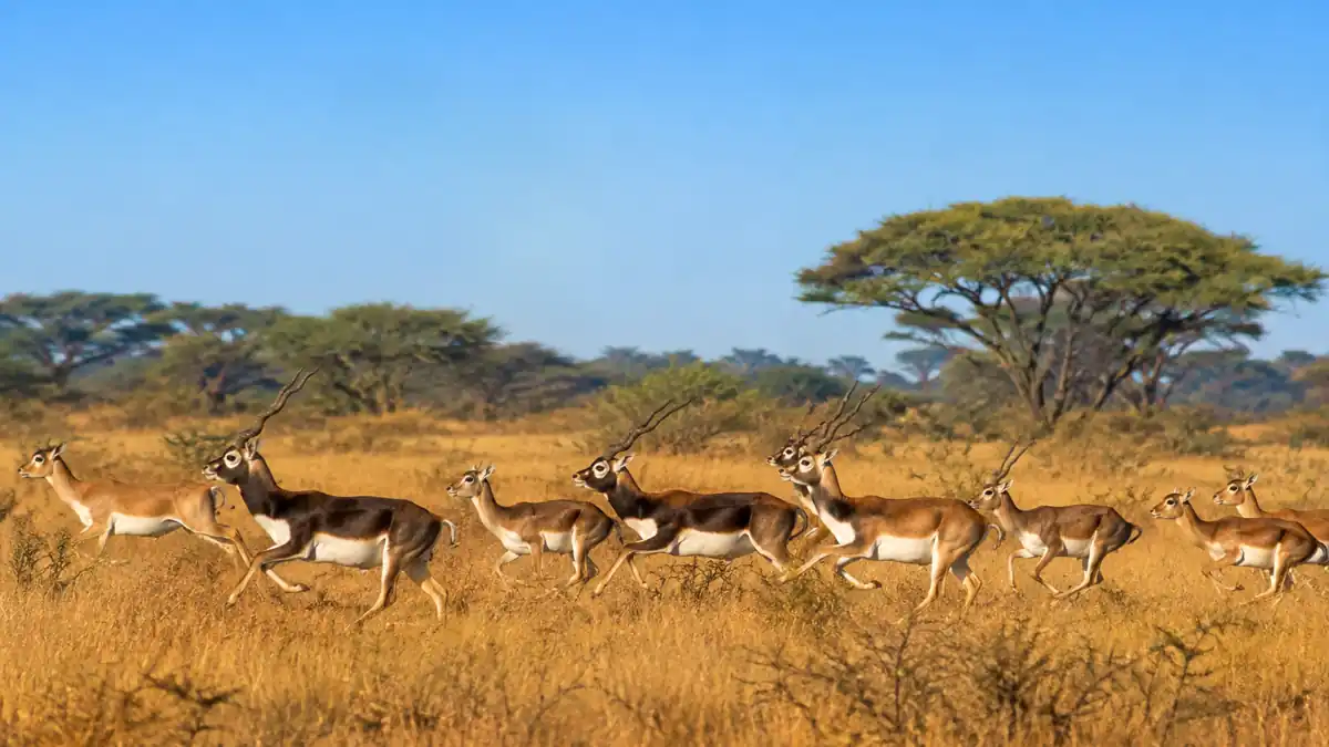 Blackbuck National Park, Velavadar