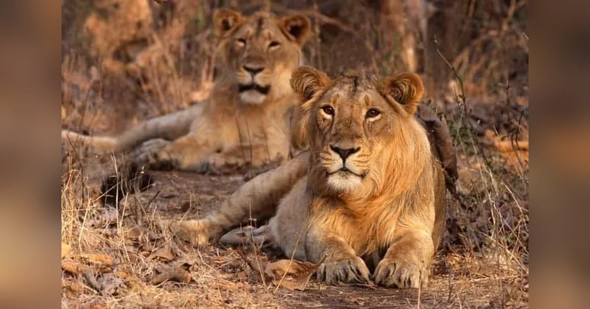 Gir National Park