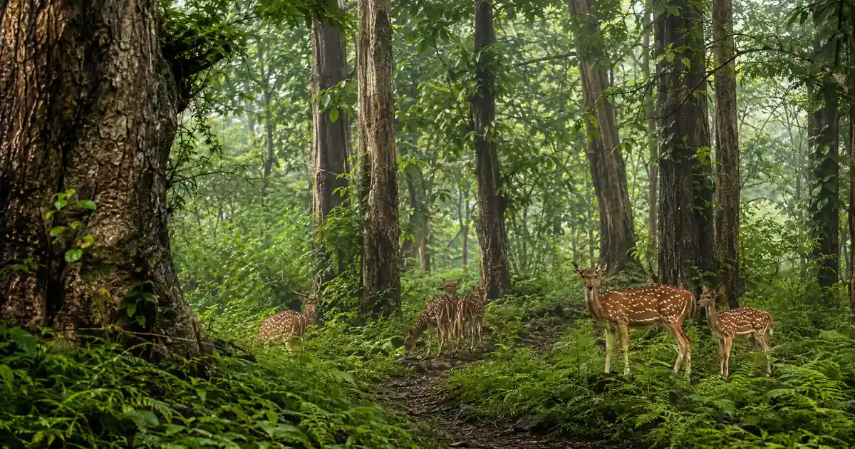 Vansda National Park