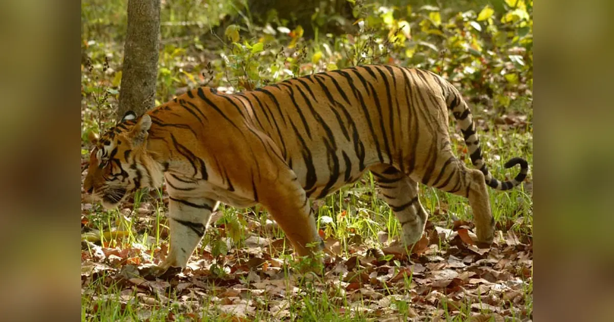 Katarniaghat Wildlife Sanctuary