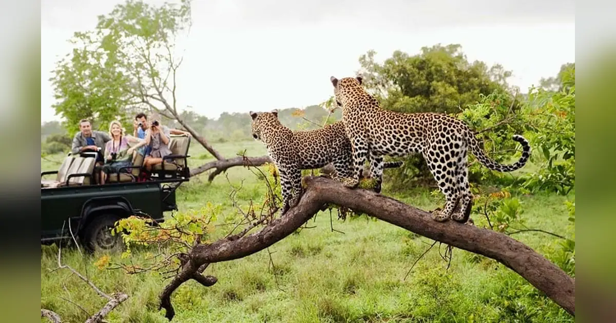 Kruger National Park Safari, South Africa