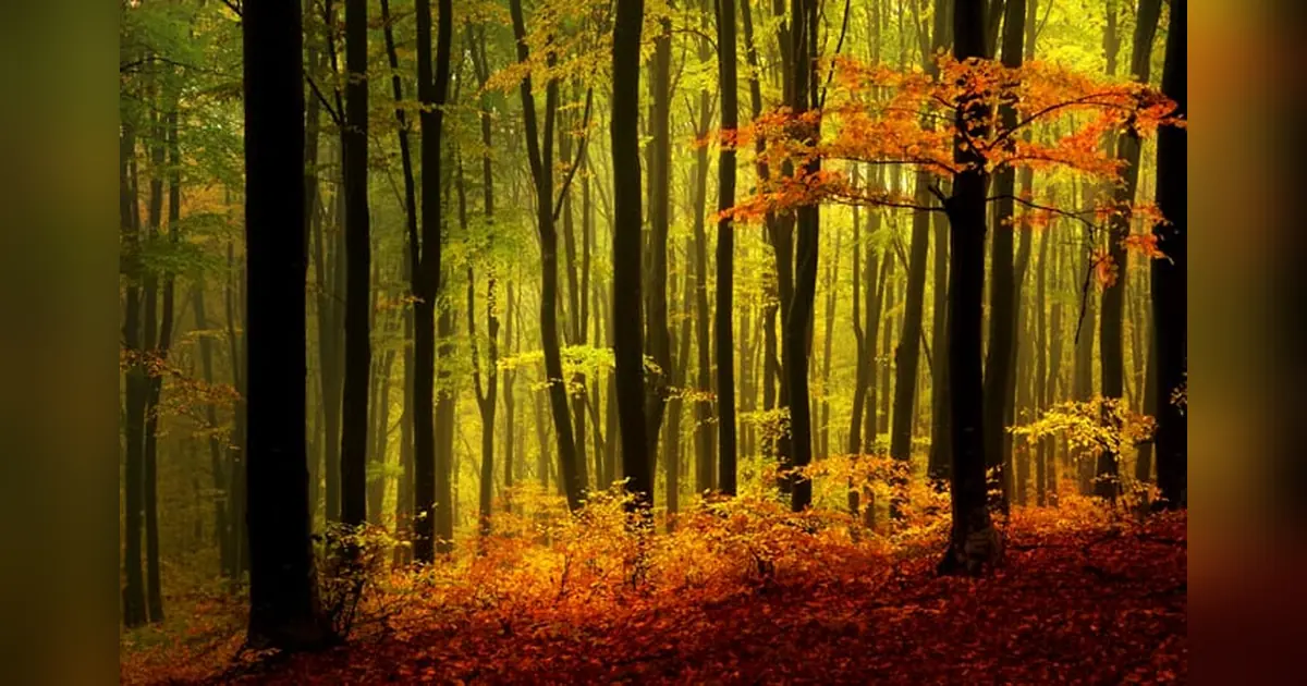 Black Forest, Germany