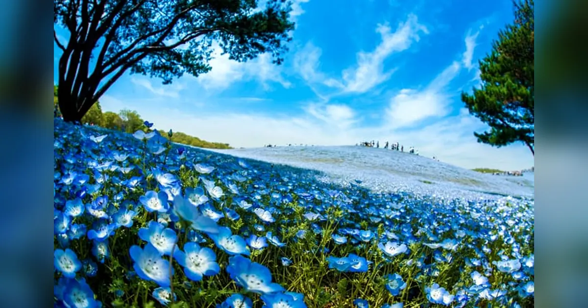 Hitachi Seaside Park, Japan