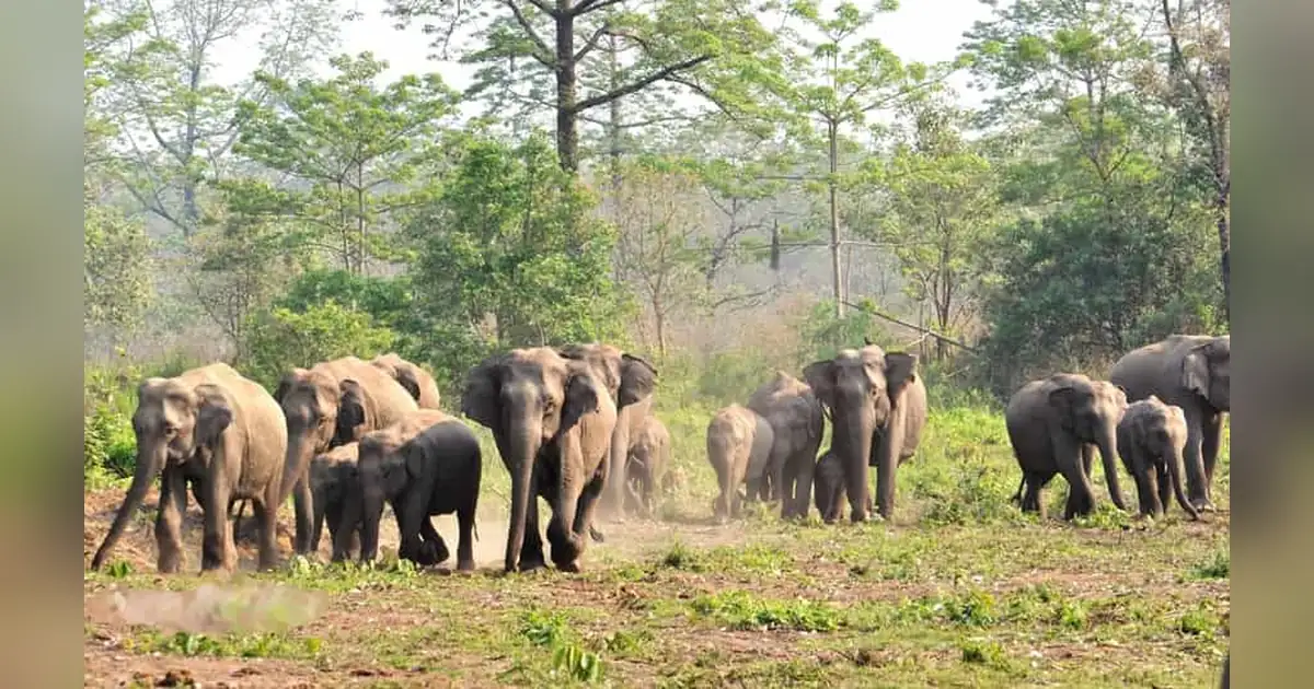 Manas Wildlife Sanctuary