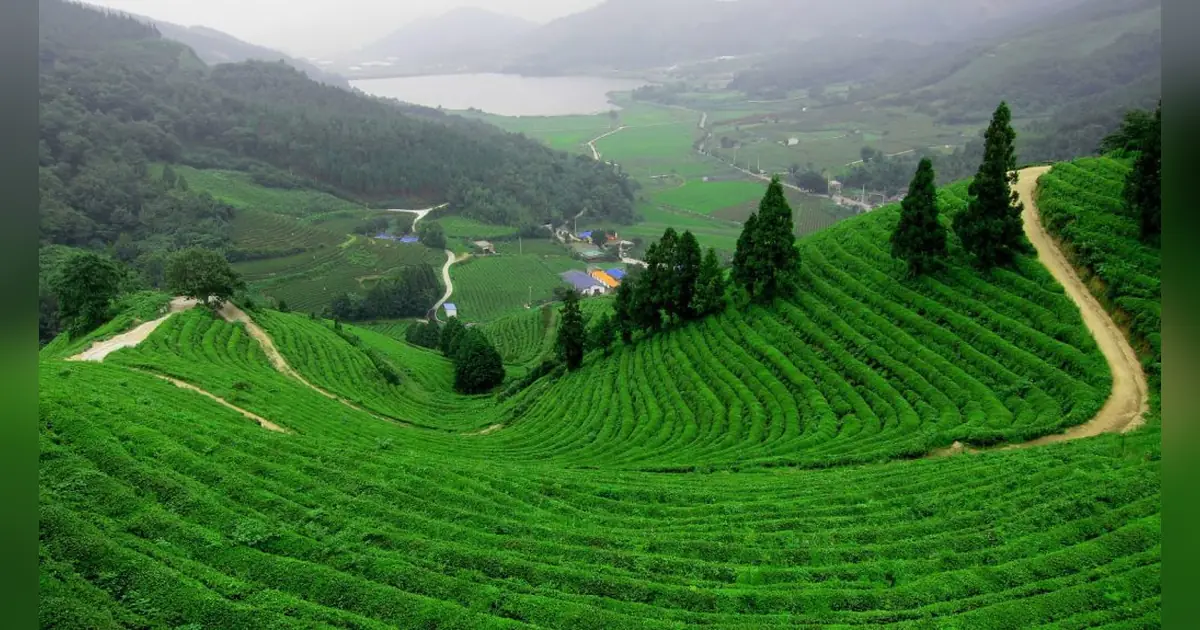 dooars-north-bengal