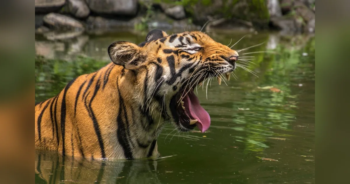Sunderbans