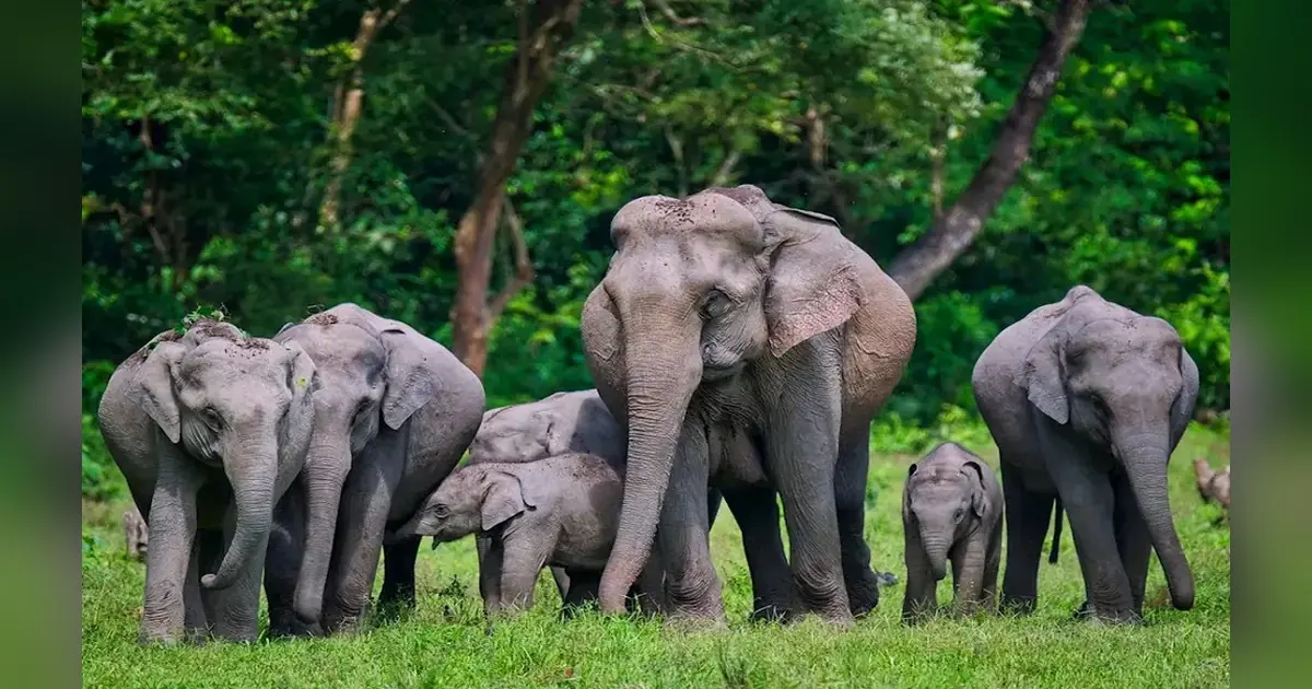 Manas National Park