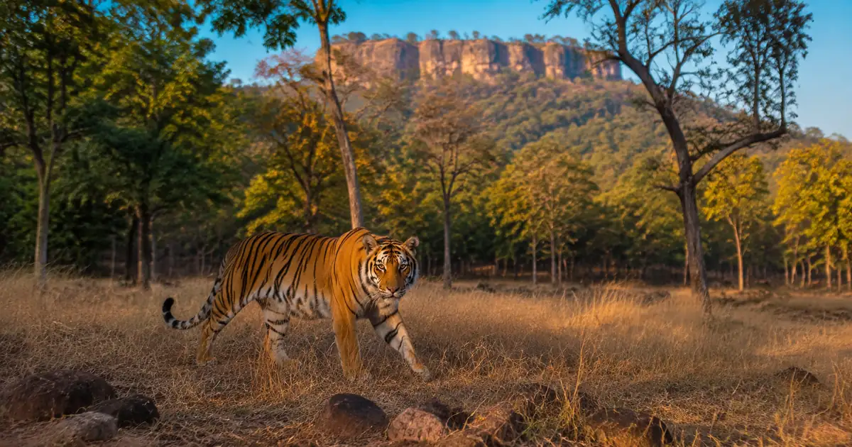 Bandhavgarh National Park