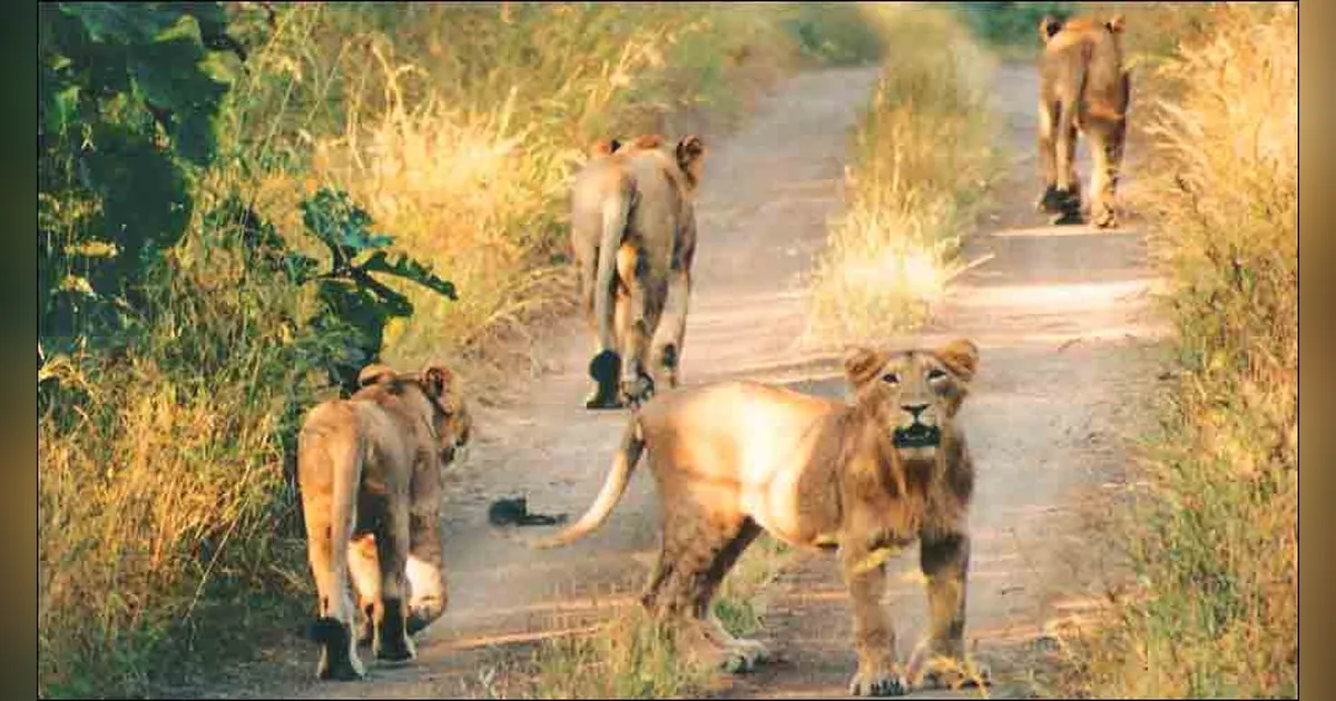 Gir Forest National Park