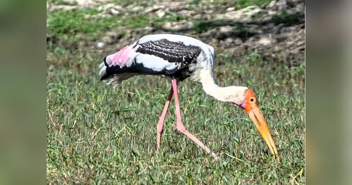 Keoladeo National Park