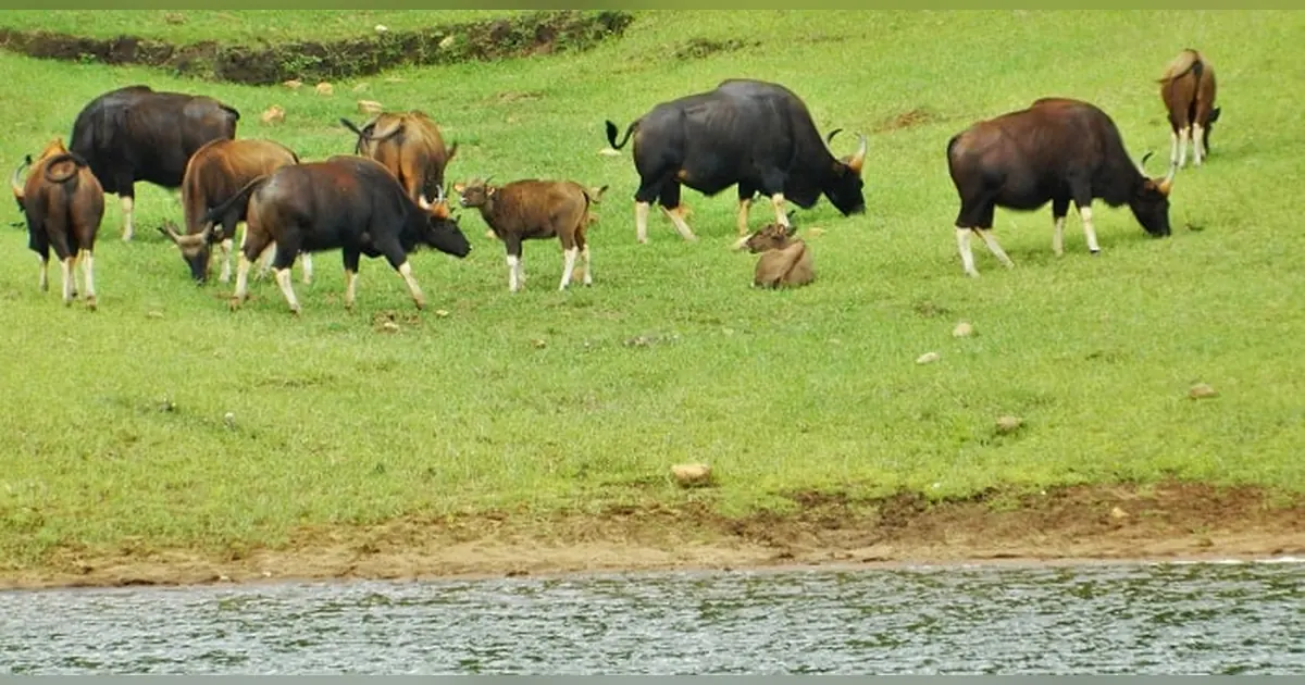 Periyar National Park