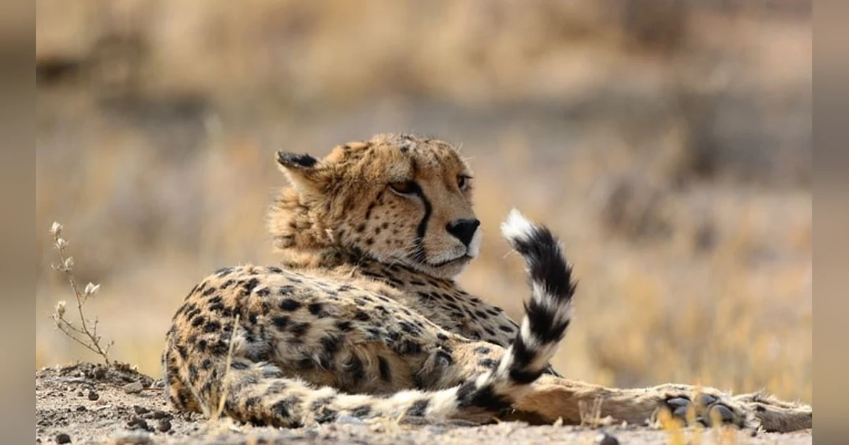 Cheetah Cubs at Cheetah Outreach
