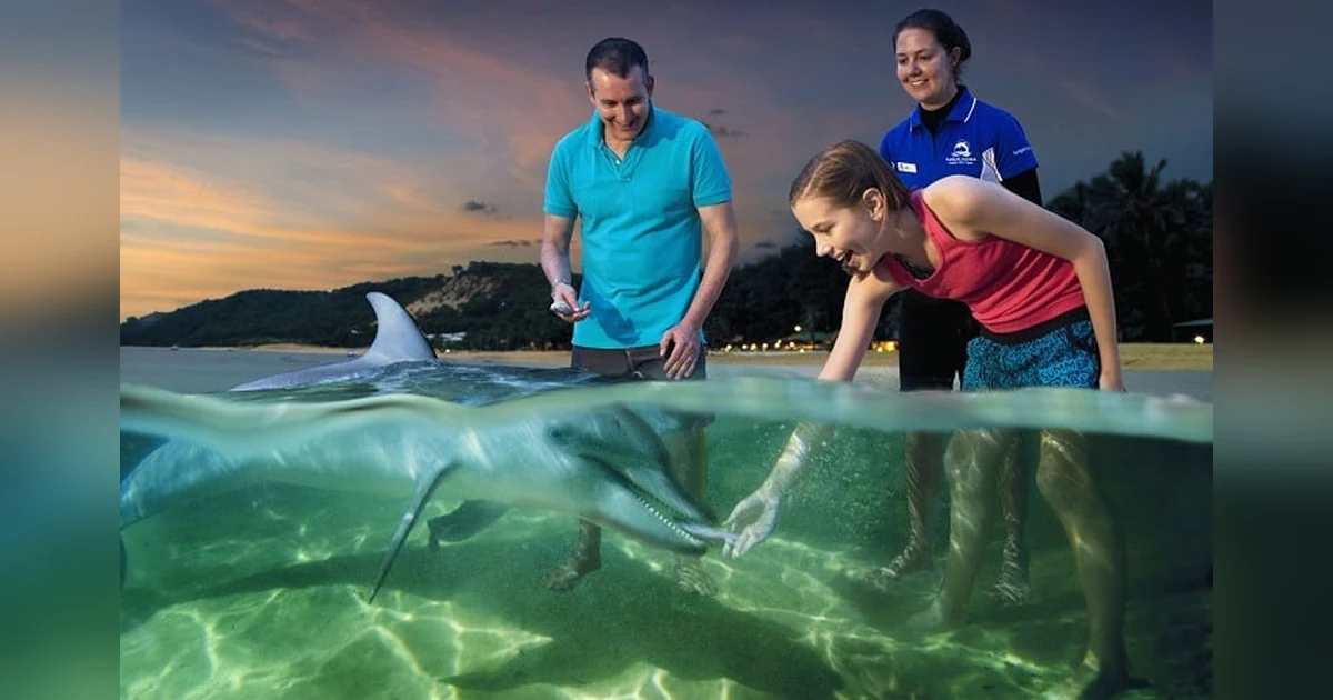 Dolphin Feeding at Tangalooma, Australia