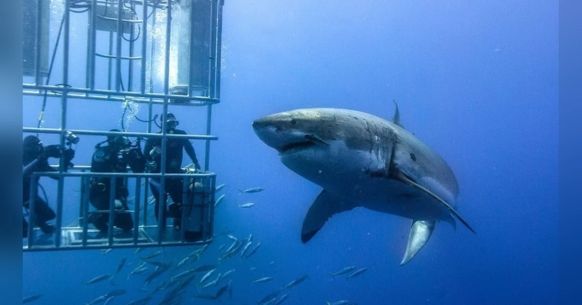 Great White Cage Dive near Cape Town, South Africa