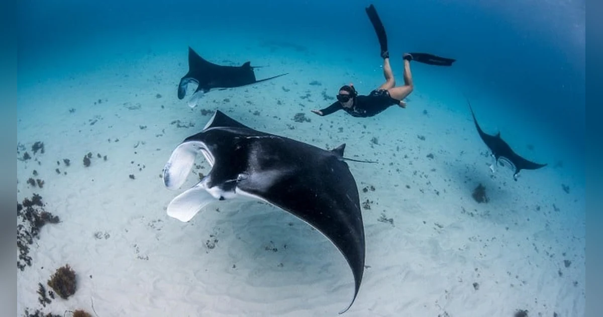 Swim with Manta Rays at the Coral Coast, Australia