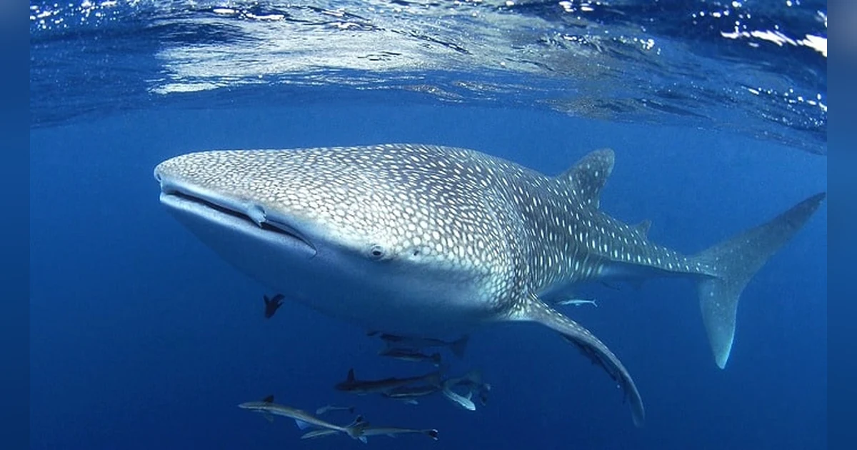 Swim with Whale Sharks at the Coral Coast, Australia