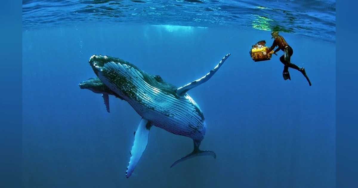 Swim with Whales in Tonga
