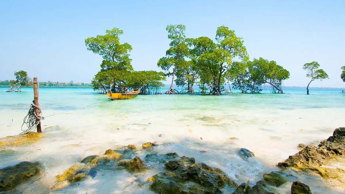 Mangrove trees along the turquoise lagoon in Andaman
