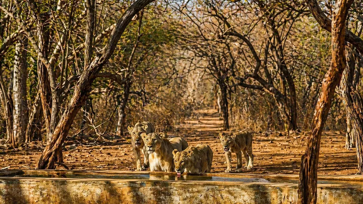 Pride of Asiatic lions resting near a forest waterhole in Gir