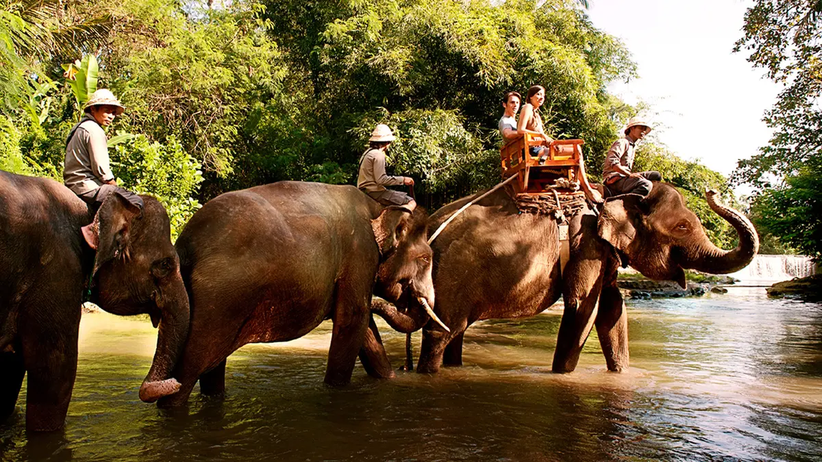 Elephant safari through a tropical forest in Bali