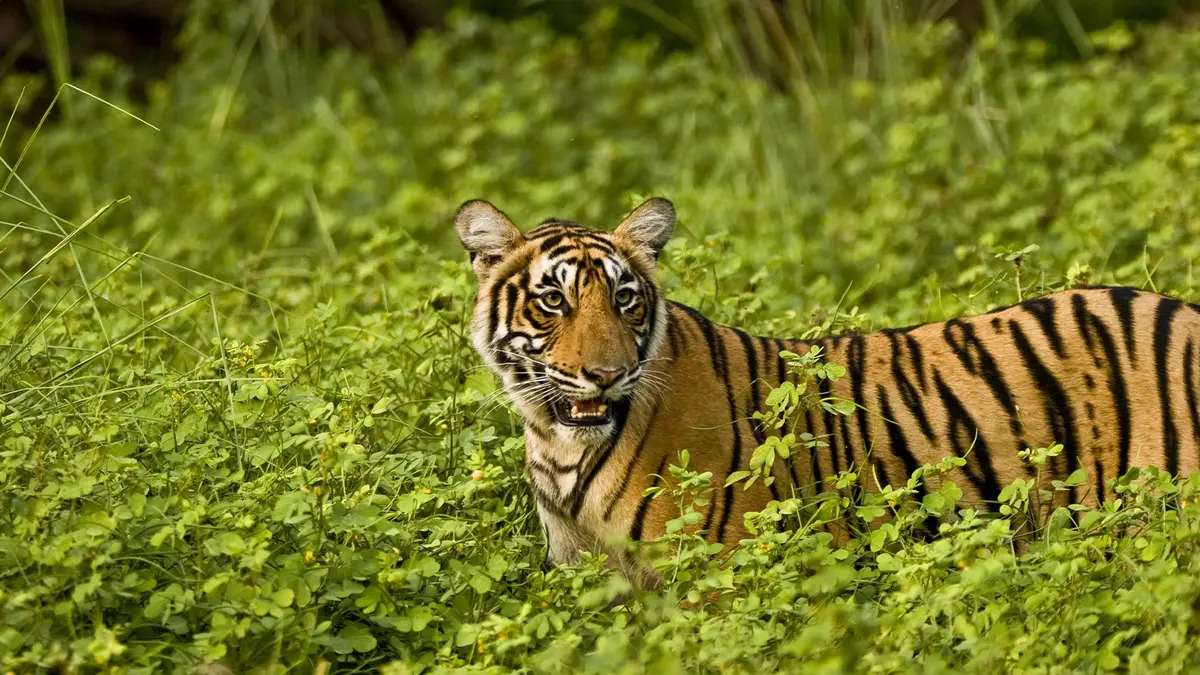 Bengal tiger resting in lush forest habitat at Ranthambore National Park