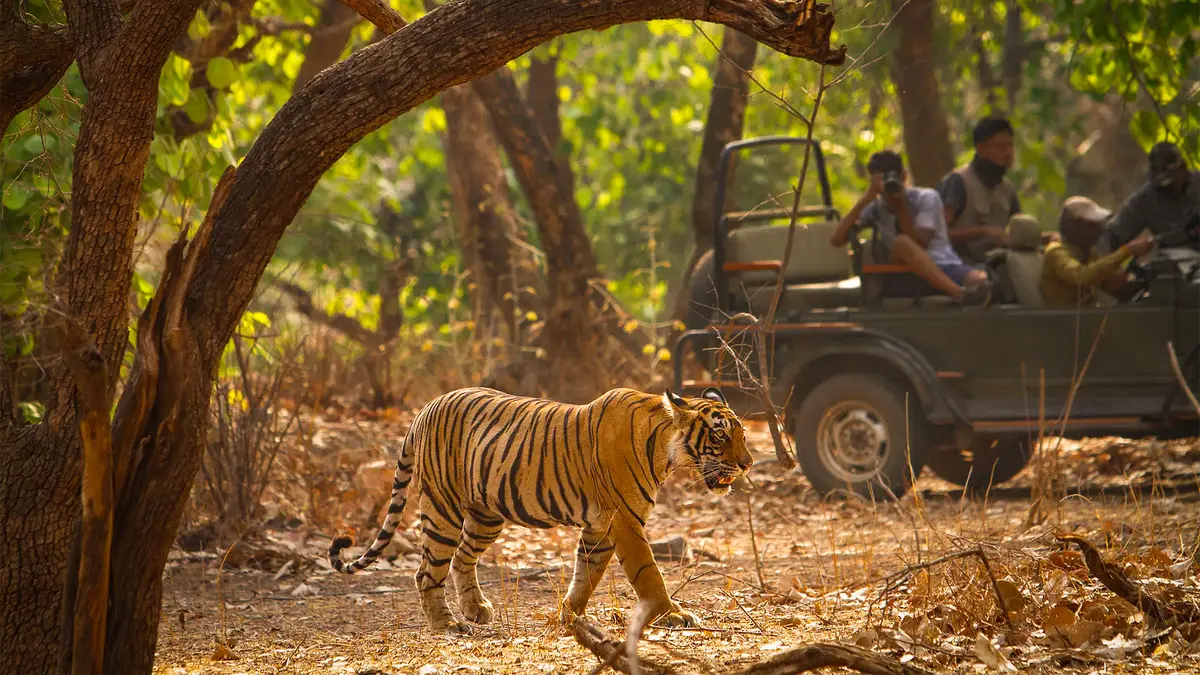 Bengal Tiger Jungle Safari Corbett