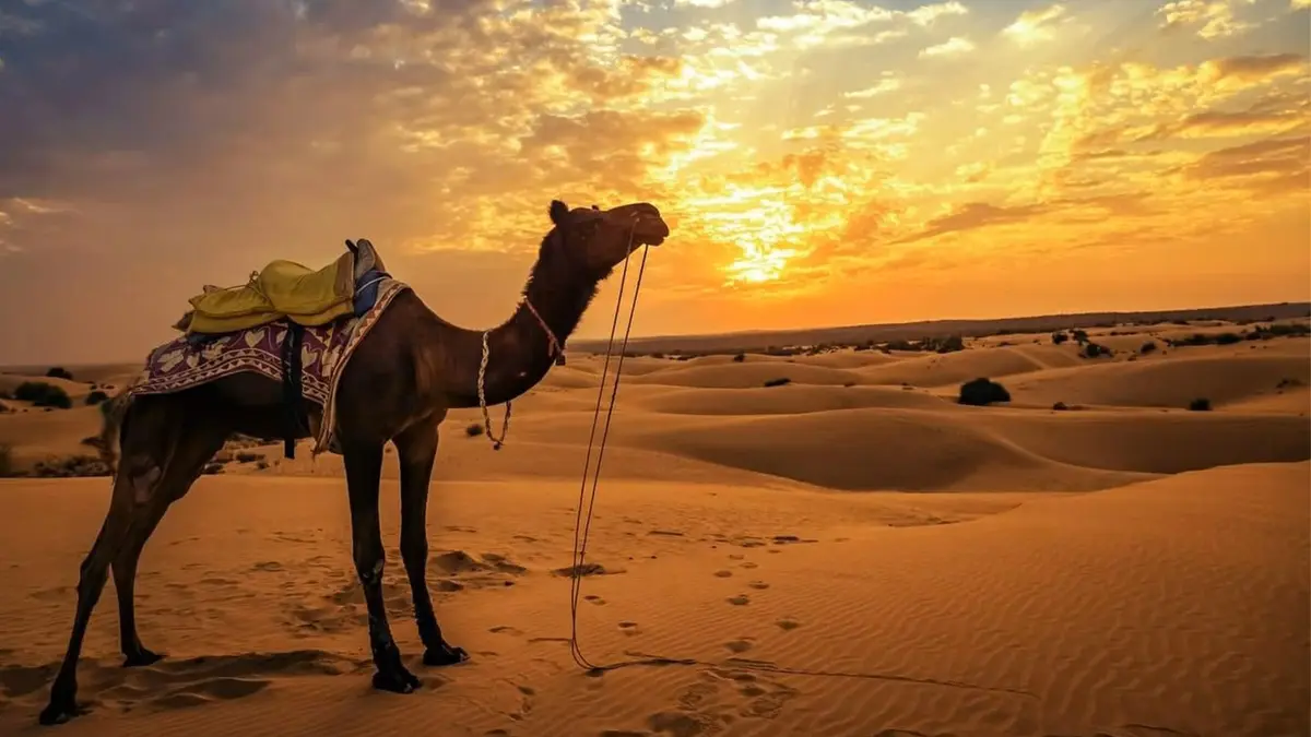 Camel safari at sunset across the golden sand dunes of the Thar Desert