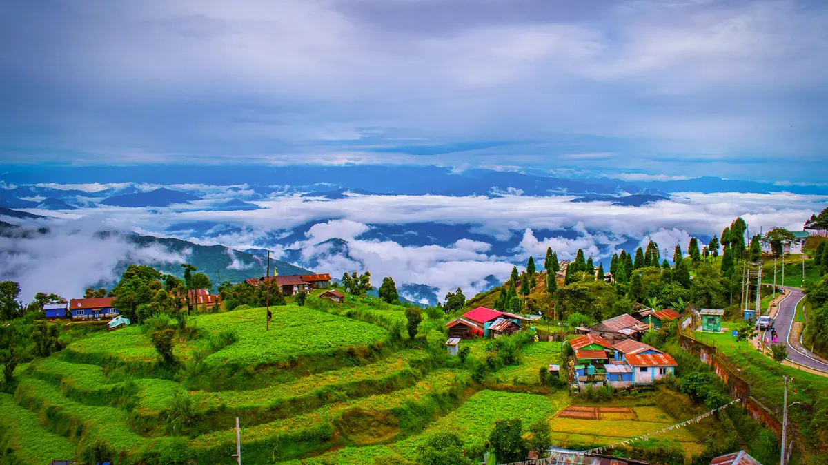 Lush Darjeeling tea estates with misty mountain backdrop